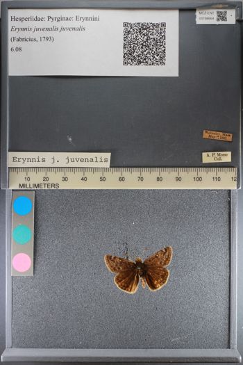 Media type: image;   Entomology 198664